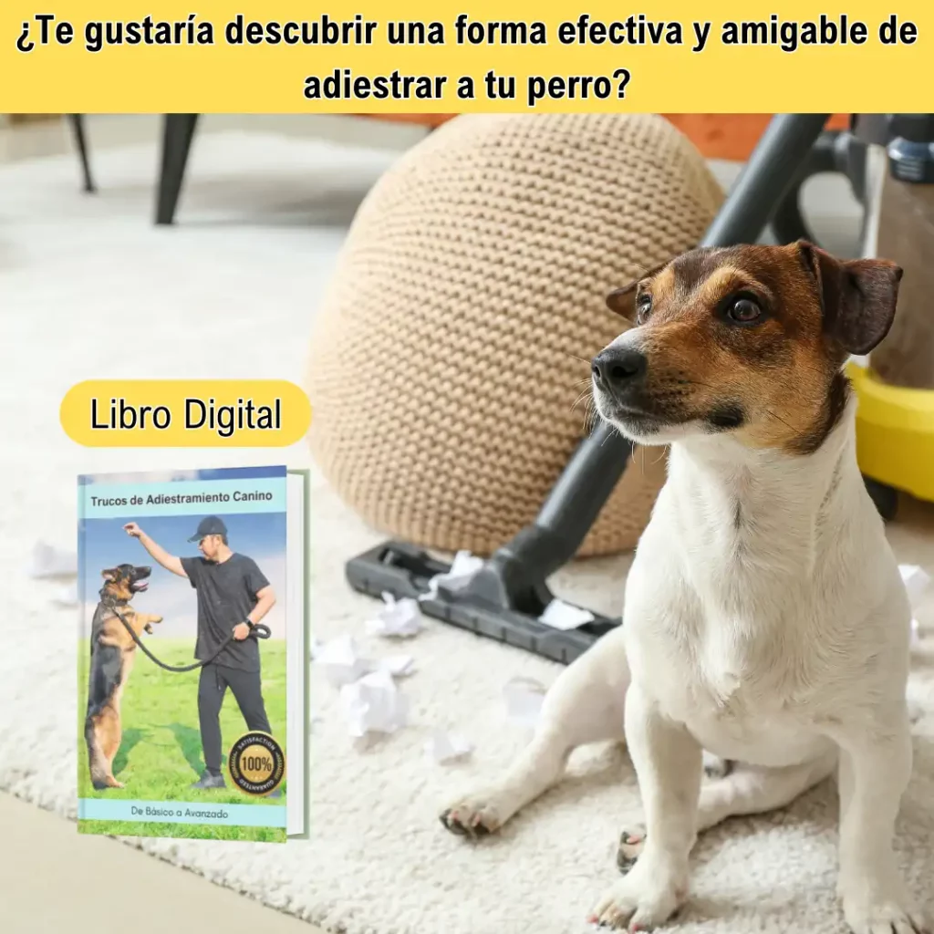 Cómo adiestrar a un perro en casa